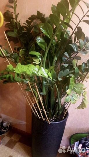 Замиокулькас