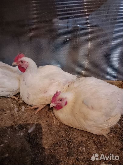 Бройлеры тушки мясо
