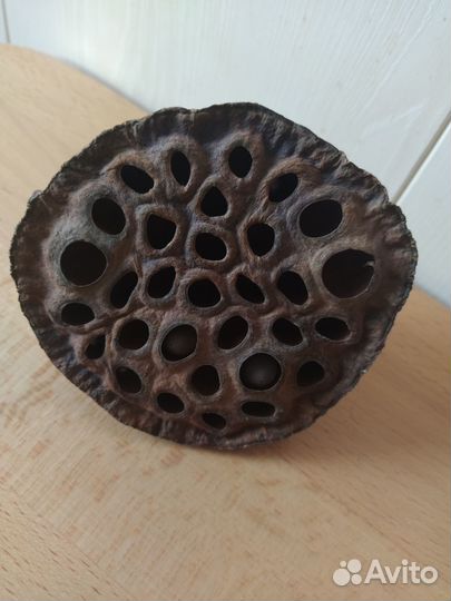 Коробочки лотоса