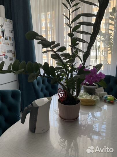 Замиокулькас