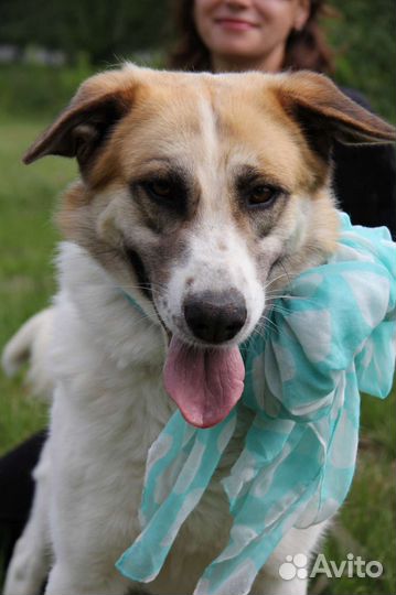 Собака бесплатно