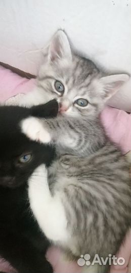 Котёнок Матроскин)
