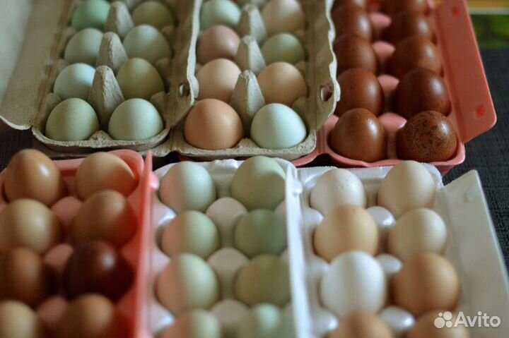 Яйцо домашнее