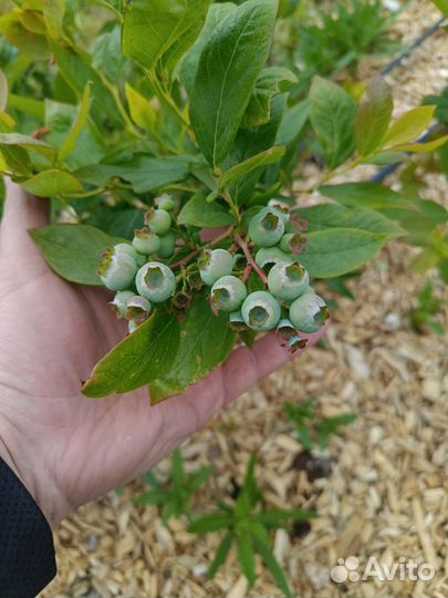 Голубика ягоды