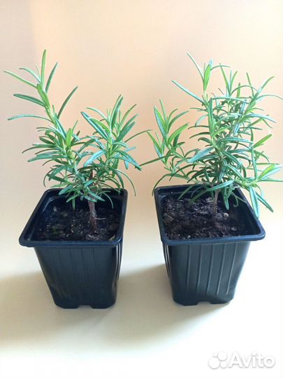 Розмарин на штамбе комнатные растения