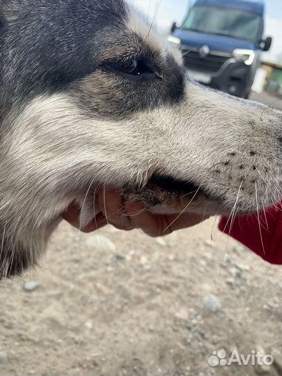 Малышка Луна жертва предательства