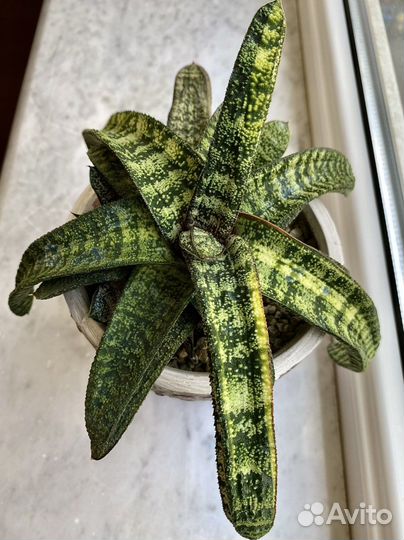 Редкие суккуленты