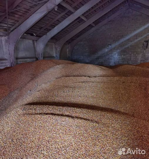 Семечко, Кормовой ячмень на корм/посев