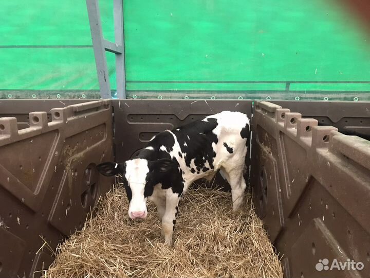 Телята бычки