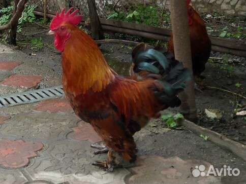 Куры Бентамки пара на счастье