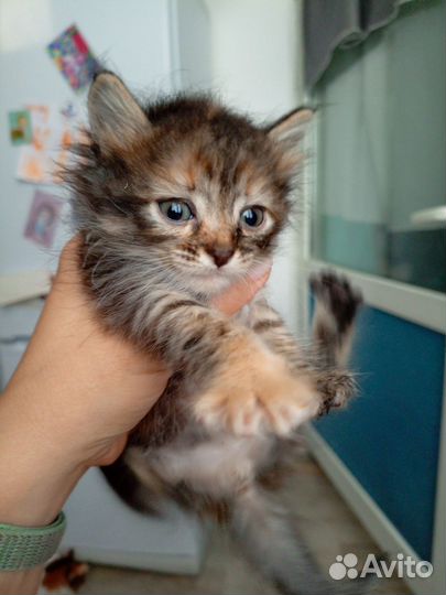 Котята