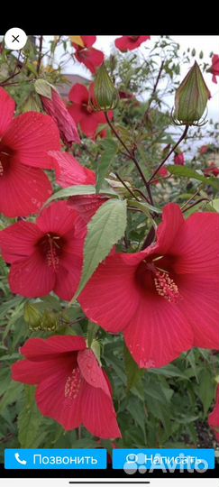 Травянистый гибискус