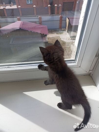 Черный котенок мальчик