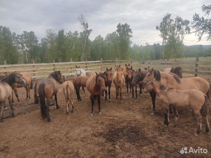 Лошадь кобыла