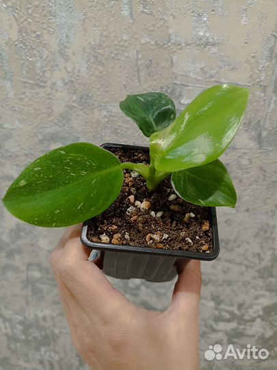 Филодендрон White Wizard