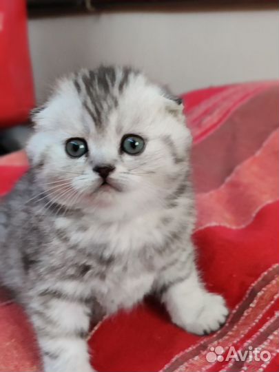 Вислоухая кошка