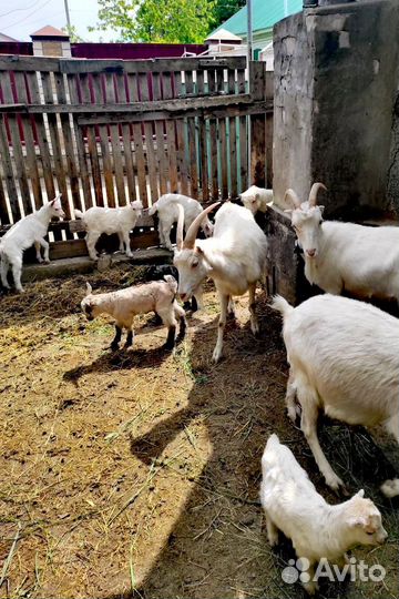 Коза порода ламанча