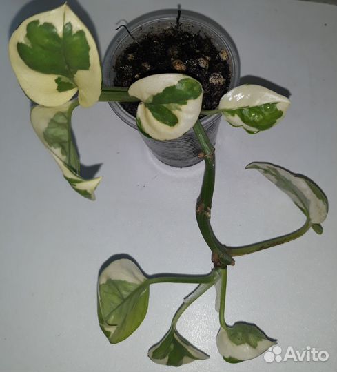 Сциндапсусы филодендроны