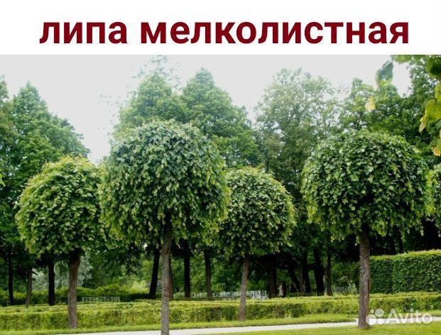 Саженцы липы,березы