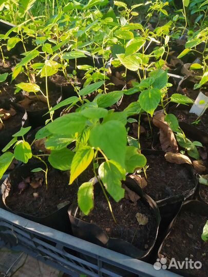 Говения сладкая/Конфетное дерево Саженцы