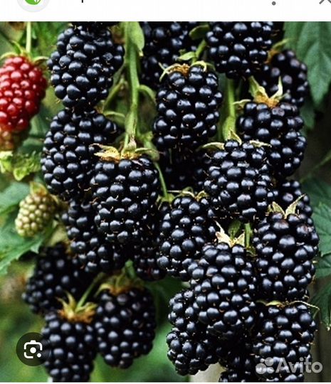 Продам саженцы ежевики тройная корона