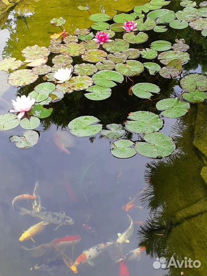 Рыбки для пруда и аквариума