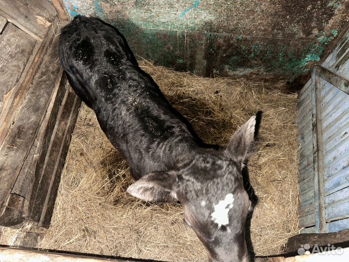 Бычок 1 месяц