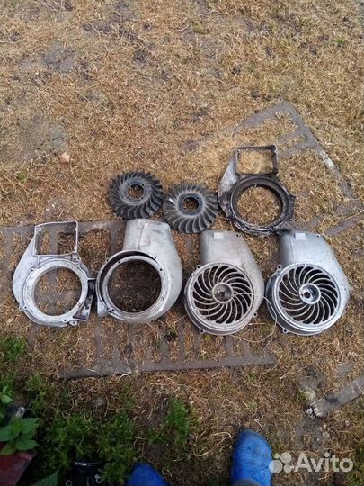 Улитка муравей