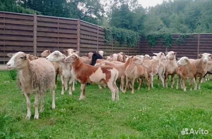 Катумские бараны и овцы на племя