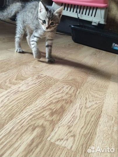 Котята бесплатно