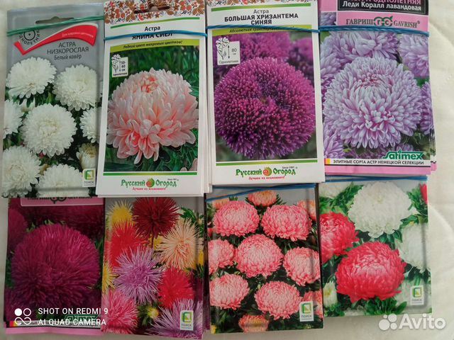 Рассада однолетних цветов