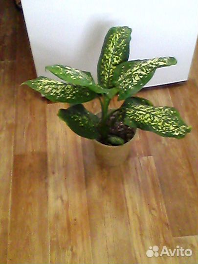 Диффенбахия