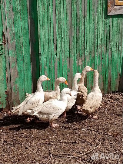 Гуси