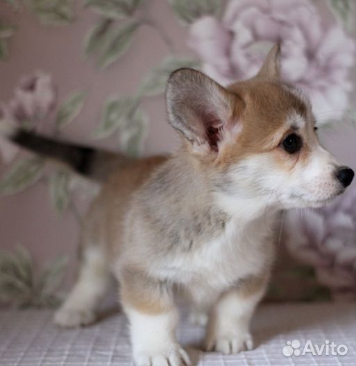 Вельш-корги пемброк супер щенки