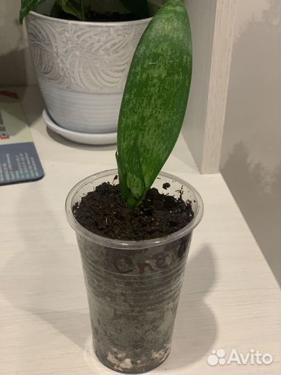 Комнатные цветы