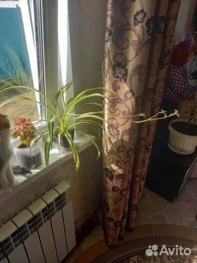 Хлорофитум