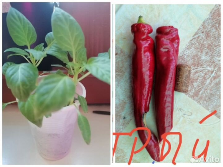 Рассада острого перца