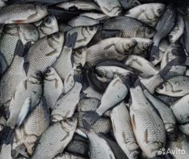 Продам живца