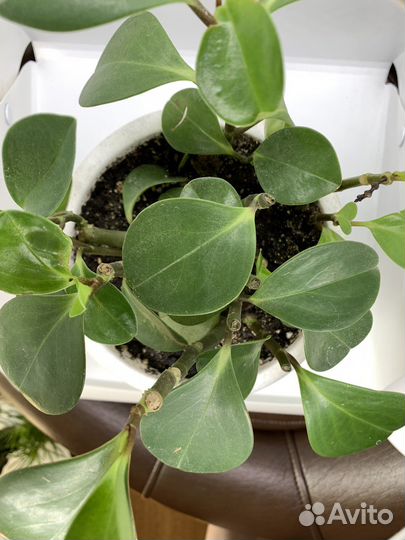 Пеперомия Россо