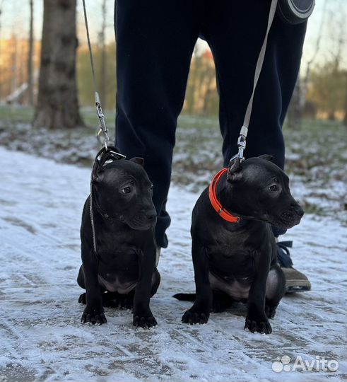 2 Девочки моноколор