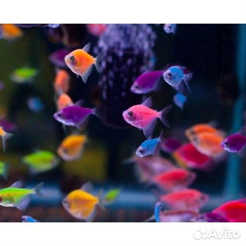 Тернеции Глофиш