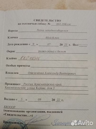 Западно сибирская лайка вязка