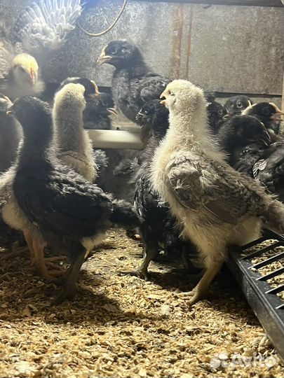 Цветной бройлер 15 дней