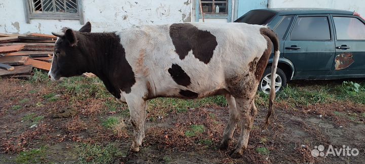 Телки стельные