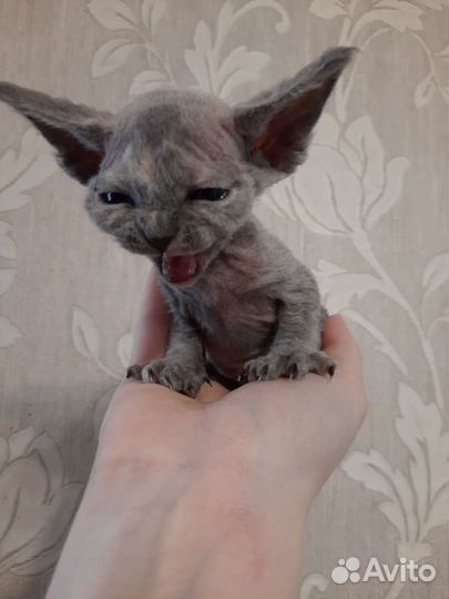 Котята девон-рекс