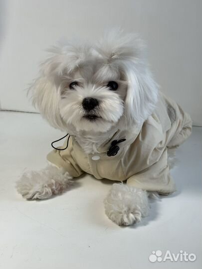 Комбинезон для собак