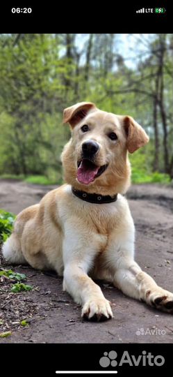 Ретривер молодой пёс-Гарри 1,5 года.Умный, привит