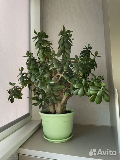 Толстянка, денежное дерево