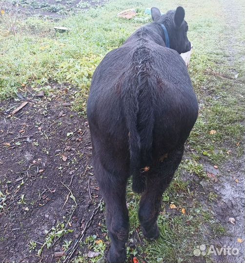 Абердин ангус телки