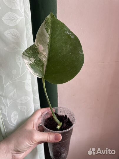 Монстера вариегатная альба черенки